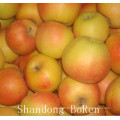 2015 Fresh Red Star Apple